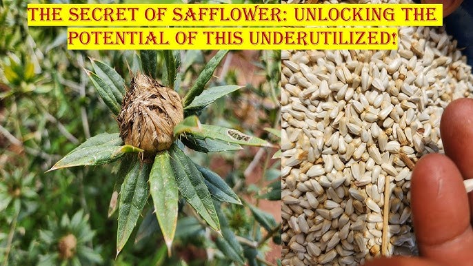 Corrales Azafran Safflower Seeds