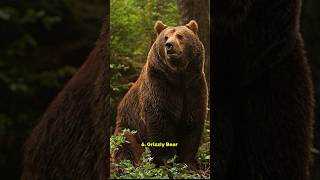 Top 10 Strongest Animal In The World