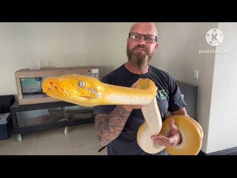 Reticulated pythons! Epic apex predators of the snake kingdom! - YouTube