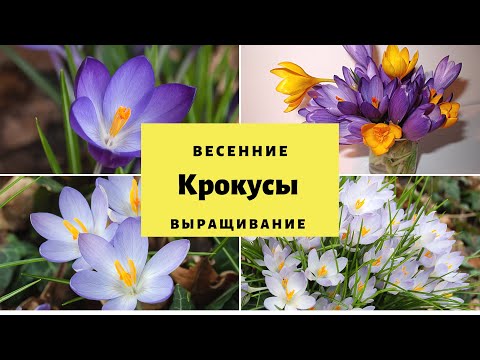 Видео: Советы по размножению луковиц крокуса - Как размножать цветы крокуса