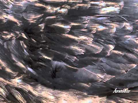 在 YouTube 上观看 Árstíðir - Heiðin