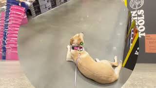 Royal Walkabout Training | Dog Obedience School | Balanced Dog Training near Me | OBKS