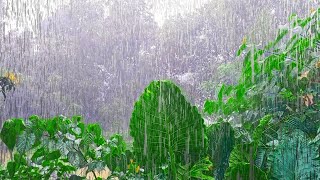 Nature Rain Sounds for Sleeping | Rainforest Sounds | Relaxing Nature Rain Sounds for Stress Relief