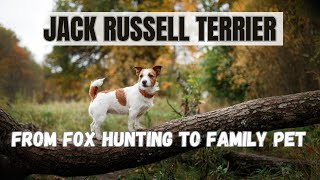 The History Of The Jack Russell Terrier From Fox Hunting To Family Pet