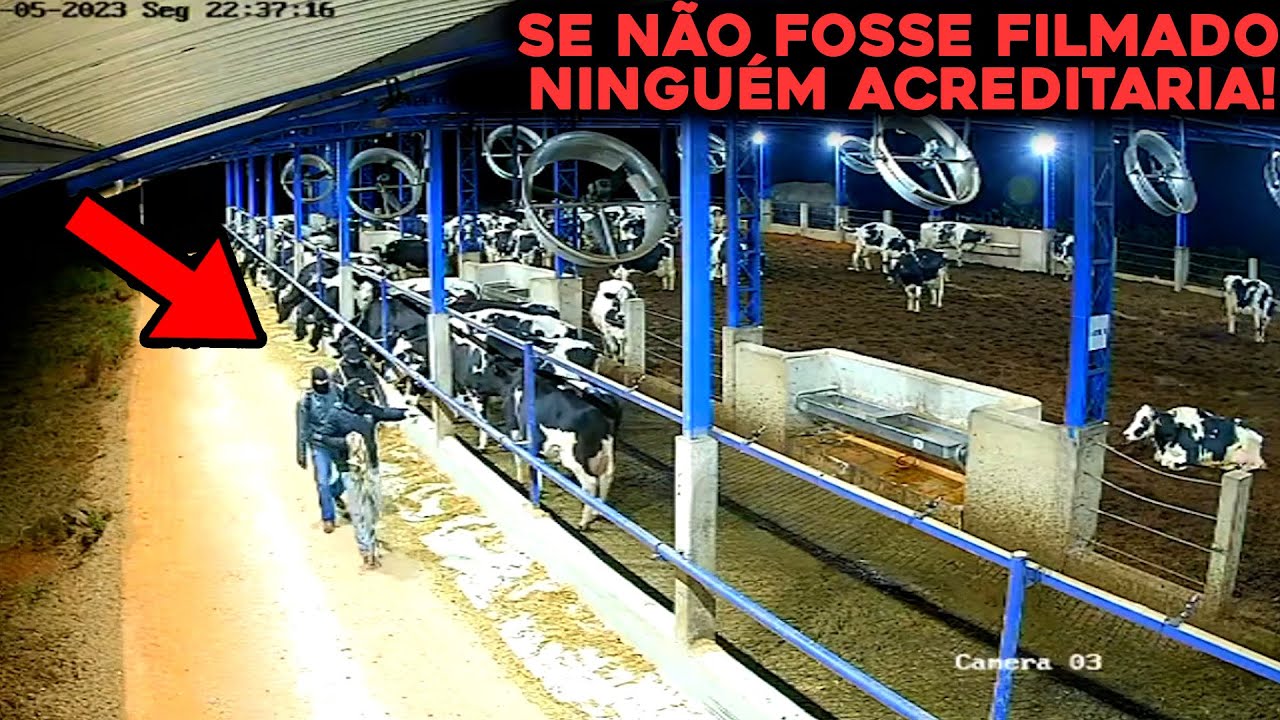 LADRÕES ROUBAM VACAS LEITEIRAS DE UMA FORMA INACREDITÁVEL