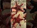 Starfish Secrets That Will Blow Your Mind! 🌊⭐ #shorts #explore #trending #starfish #oceanlife
