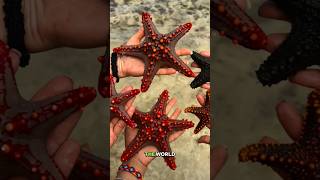 Starfish Secrets That Will Blow Your Mind! 🌊⭐ #shorts #explore #trending #starfish #oceanlife