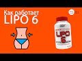 LIPO 6. Состав и свойства жиросжигателя