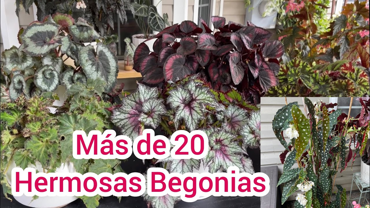 Hablemos de Begonias más de 20 hermosas variedades