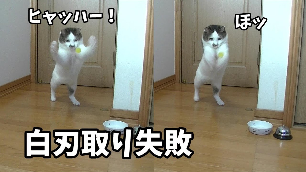 飛び跳ねるスーパーボールを捕獲しようとする猫 Youtube