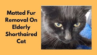 Matted Fur Removal On Elderly Shorthaired Cat by Love Cats Groomer 7,017 views 2 years ago 10 minutes, 14 seconds