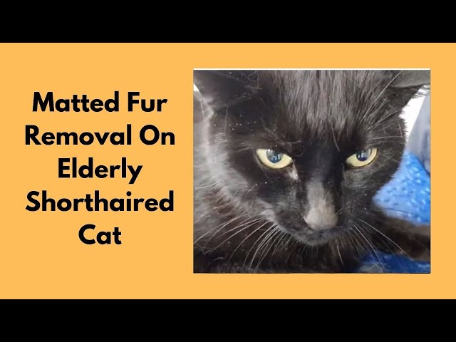 How to Remove Matted Fur from Elderly Cat: Expert Tips & Tricks