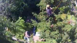 Pruning a Douglas fir. R C Tree Service