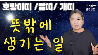 호랑이.말.개띠 합이 되면 생기는 일 /2024년 갑진년 초반운