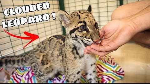 MEETING THE WORLDS RAREST LEOPARD ! WILL SHE BE NICE ?!