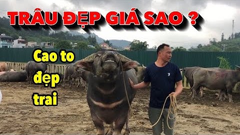 TOÀN CẢNH CHỢ TRÂU BẮC HÀ - CẬP NHẬT GIÁ TRÂU BÒ MỚI NHẤT THÁNG 7/2023