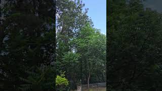 In the woods #subhanAllah #woods #morning vibes #bird sounds