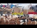 مع أمطار سوق عمر أربعاء مكناس 2026 1 14 لحوالى وبقرات ونعجة وخيول وماعز وعجول كزاريين وكسابيين 