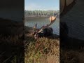 BIG DIAMOND MOOSE! 😍  | The Hunter: Call of The WILD