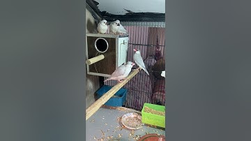 Java Sparrow Family First cluch #birds #javabreedingtips #javabird #javabirds