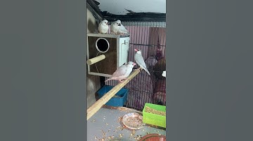 Java Sparrow Family First cluch #birds #javabreedingtips #javabird #javabirds