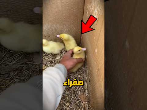 لن تصدق ما فعلت هذه البطة الصفراء