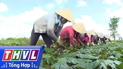 THVL | Nhịp sống đồng bằng: Mùa ấu Lấp Vò