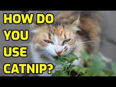 Video: Jak přimět vaši kočku, aby vás milovala (s obrázky)