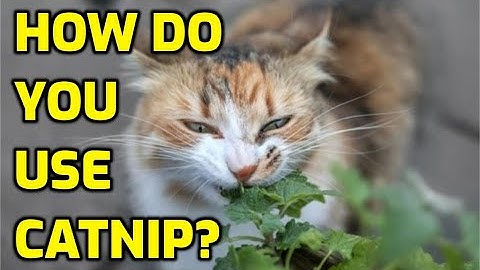 4 Different Ways To Give Cats Catnip