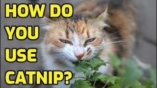 4 Different Ways To Give Cats Catnip
