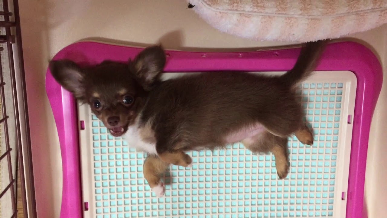 トイレで寝転がる子犬のチワワ / Chihuahua of a puppy lying down in a