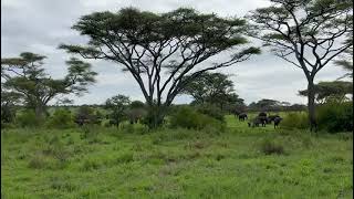 Family of Elephants at Serengeti May 11, 2024￼￼