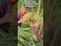Buang bunga sawit pakai Dodos serbaguna supaya pohon lebih besar dan nyaman #sawit