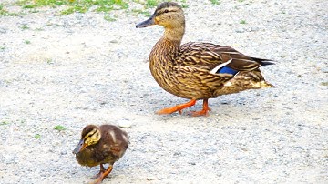 Mama Duck CALL SOUNDS to Her Babies