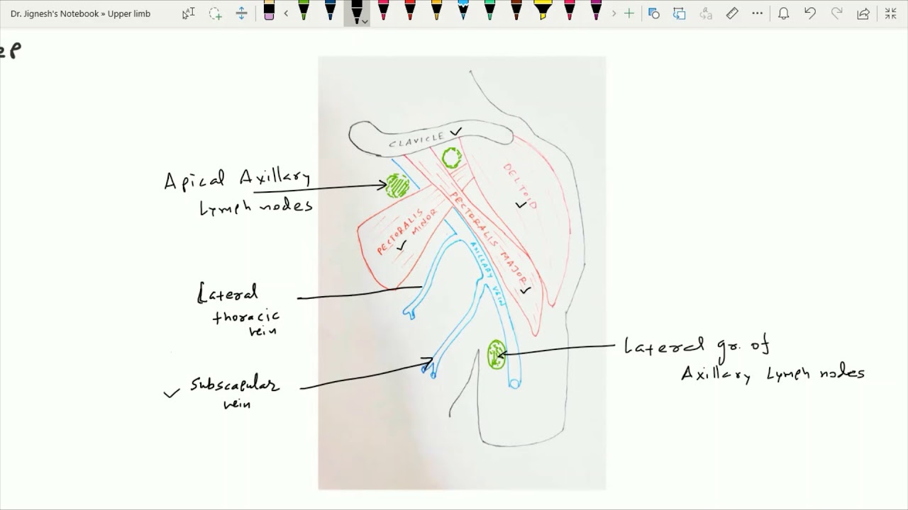 Lymphatics of Upper limb & Axillary Lymph nodes - YouTube