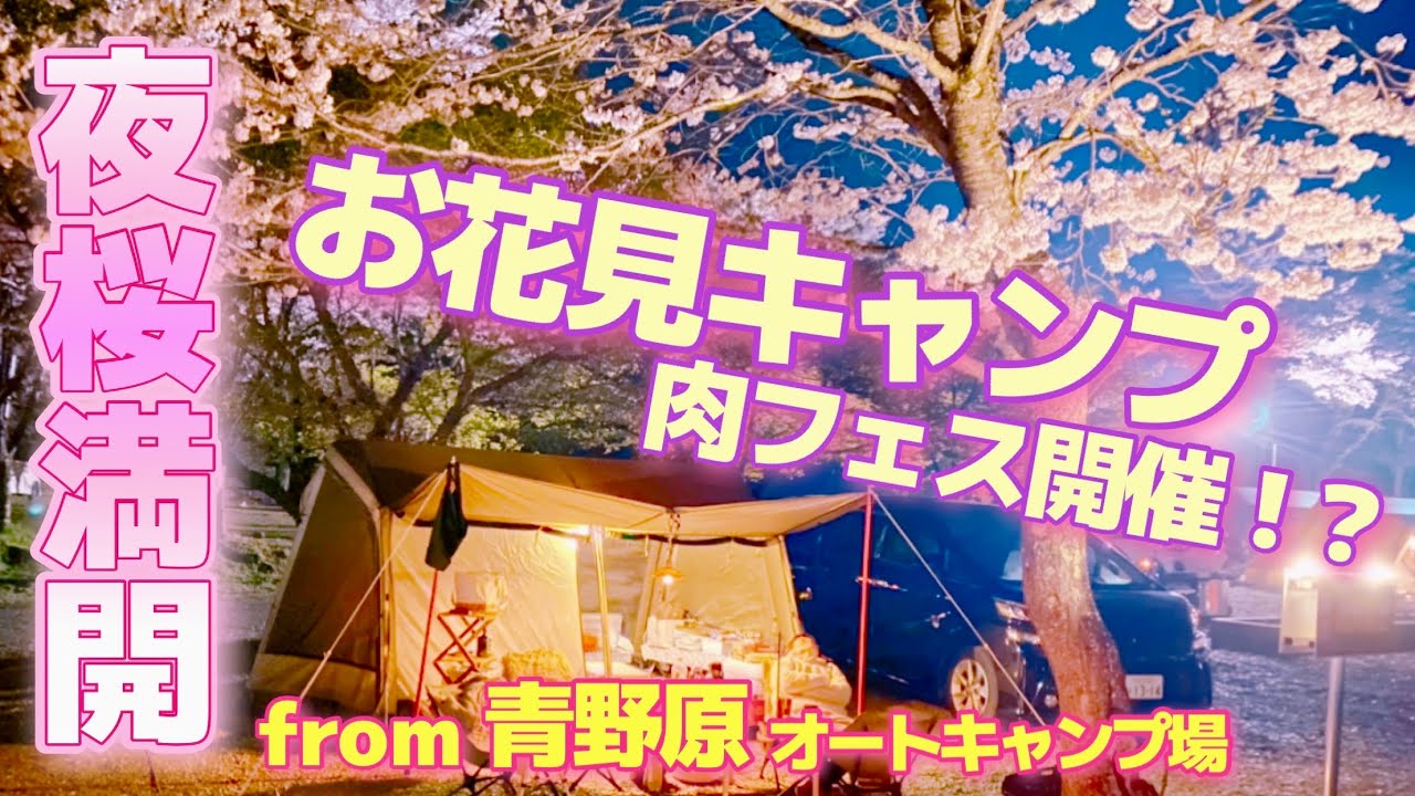 キャンプ Vlog 9 夜桜満開 お花見キャンプは肉フェスとなりました 青野原オートキャンプ場 Cherry Blossoms In Full Bloom At Night Youtube