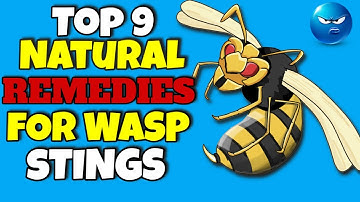 Top 9 Natural Remedies for Wasp Stings You Need To Know 💢