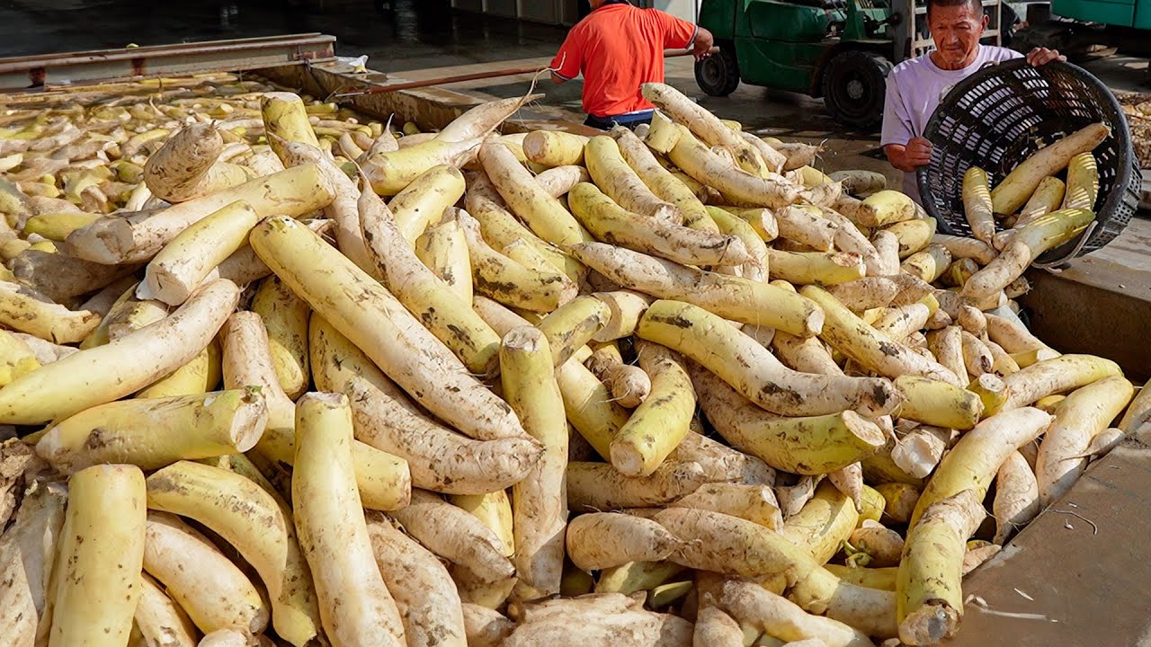 20 Tons a Day! Radish Harvest, Preserved Dried Radish Mass Production Process / 菜脯量產工廠 -Food Factory