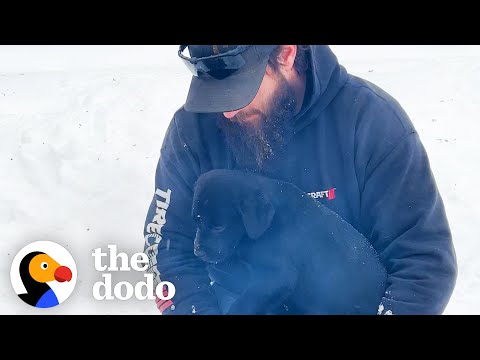 Video: Pet Scoop: Hasiči Sledujte stratené šteniatko rodiny, zachránená vydra šteňa potrebuje meno