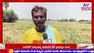 AV NEWS//వడగళ్ల వానతో వరి పంట నేలపాలు