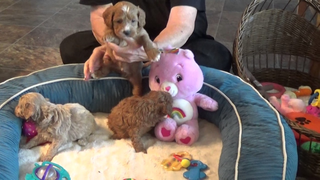 Leo, Lucy and Lacey cavapoo pups ready Dec 9 doodle معنى