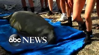 Manatee released back into water after rehabilitation