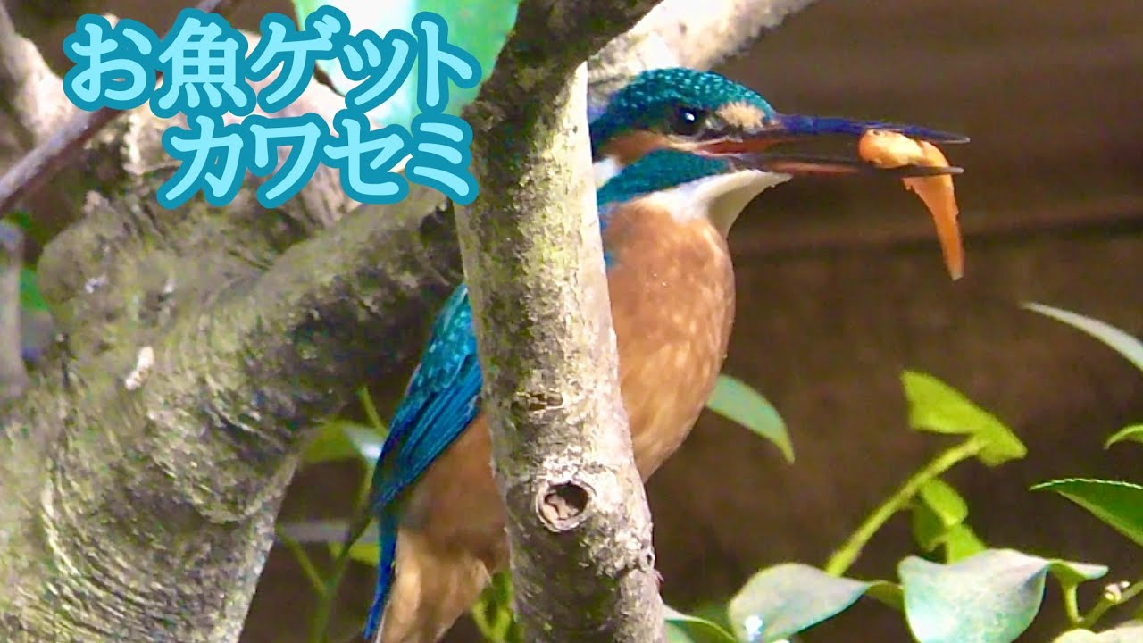 カワセミ お魚を捕まえましたね【のんほいパーク】Common kingfisher