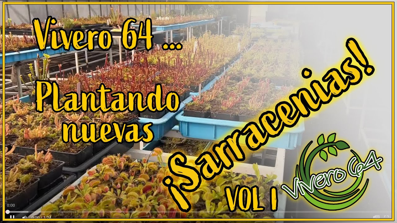 PLANTANDO NUEVAS SARRAS parte 1