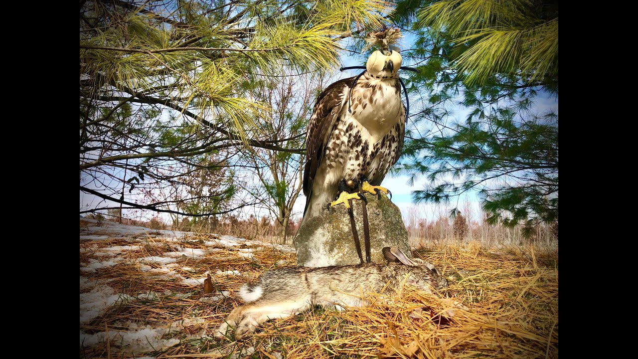 Falcon Hunting Rabbit Incredible Hunt: Hawk and Falconer Capture Rabbit #HawkHunting # ...