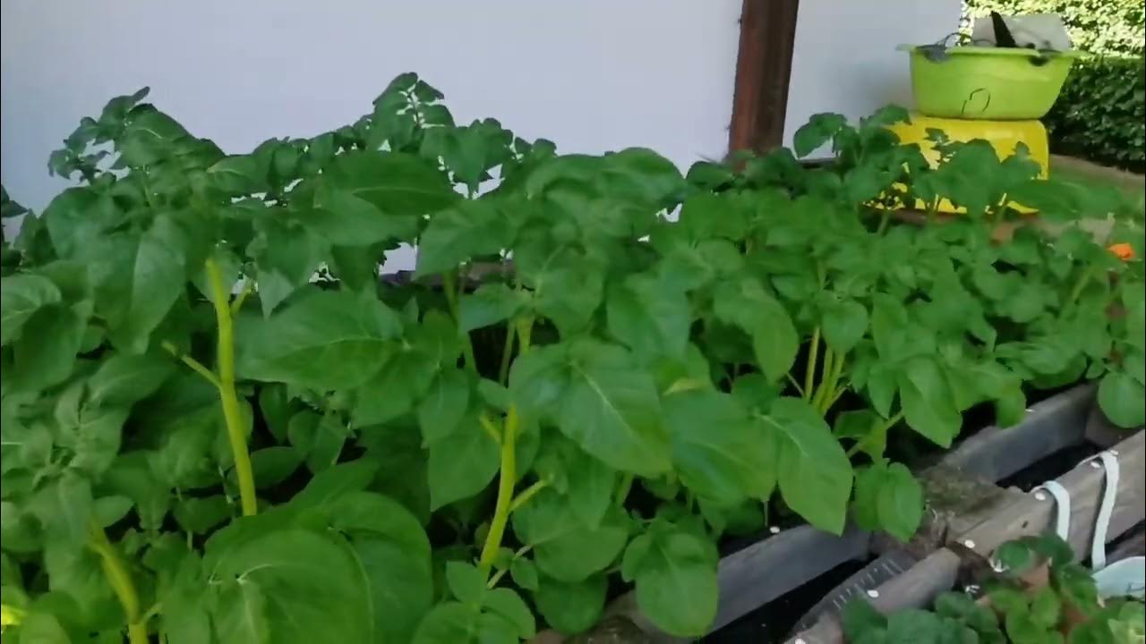 Tomaten Geiztriebe erkennen und entfernen Königsblüte bei Paprika