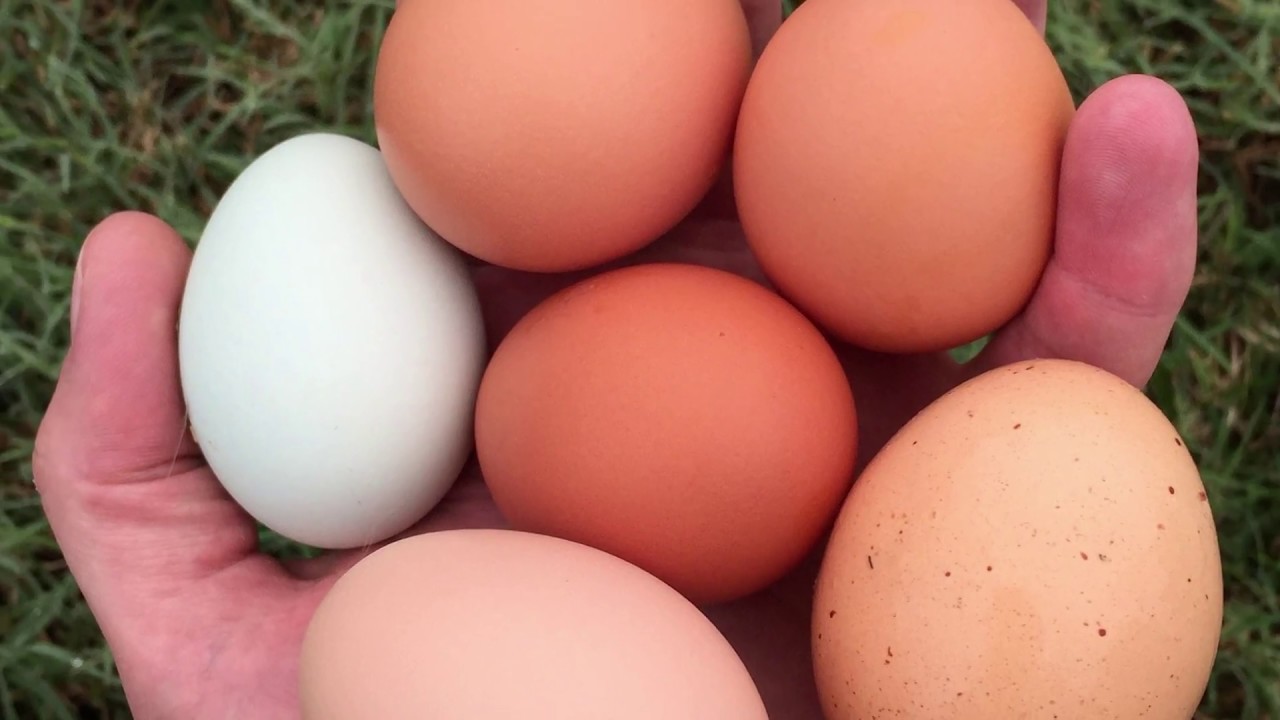 Zoology - VIII Std - Reproduction in Animals - Oviparous & Viviparous