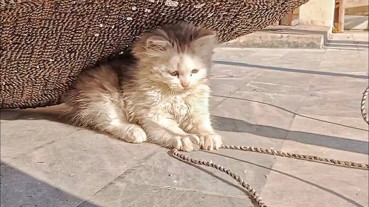 Video 1549371: purr kittens cat, persian kitten playing, purr love, cats funnycatvideos kitten love, pets meow, pets gatos, best pets