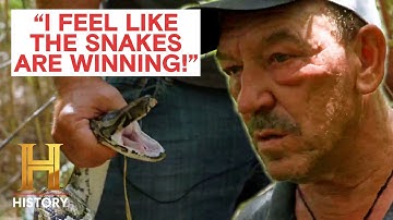 Pythons are Becoming Smarter and Faster | Swamp People: Serpent Invasion (S4) | History