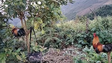 Bẫy gà rừng đầu mùa/ dib qaib qus